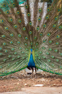 Full length of a peacock