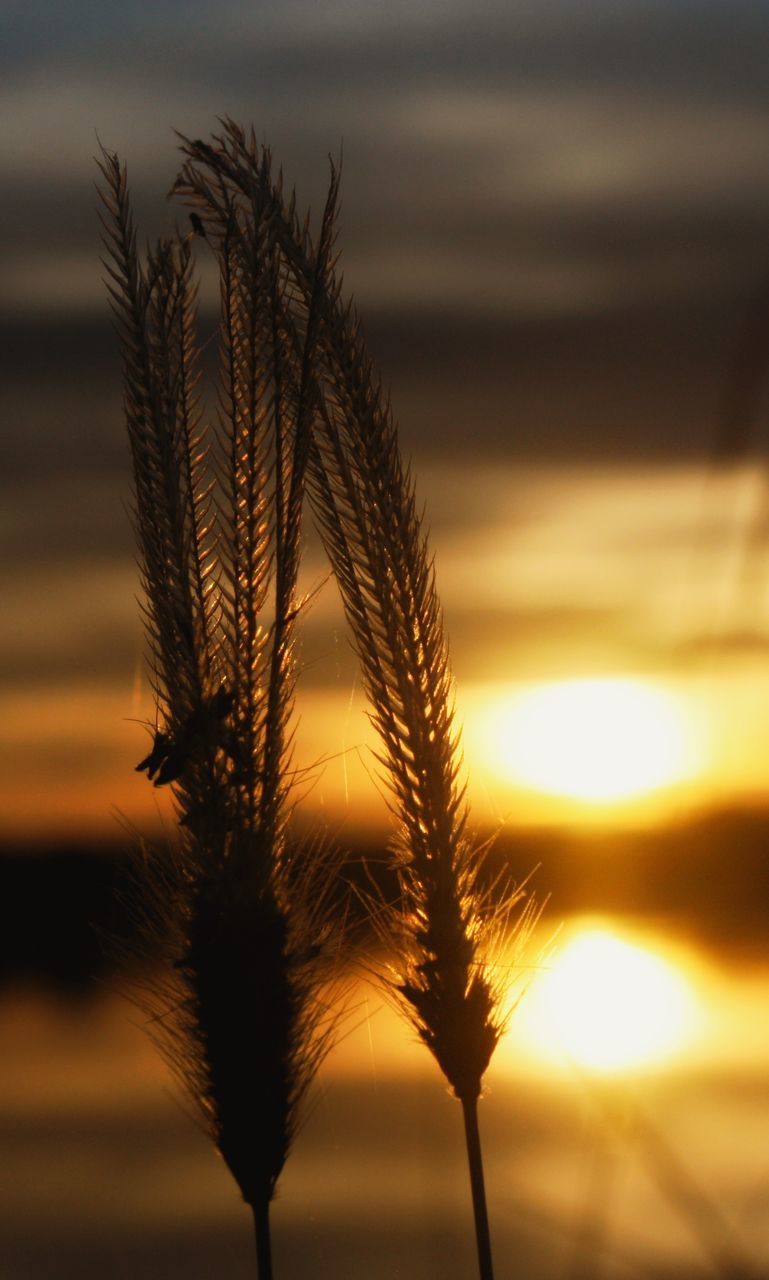 CLOSE-UP OF PLANTS AGAINST SUNSET SKY