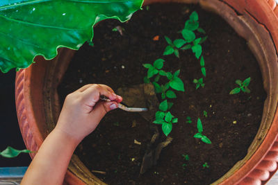 High angle view of person hand holding leaf