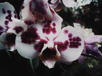 Close-up of white flowering plant