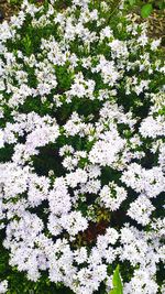 Full frame shot of white flowers