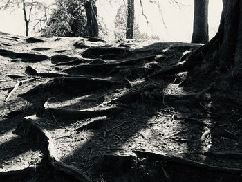 Close-up of tree trunk