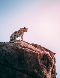 Low angle view of a cat