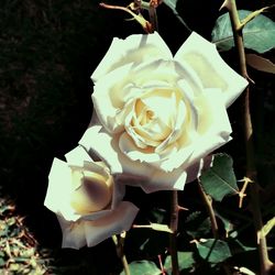 Close-up of white rose on field