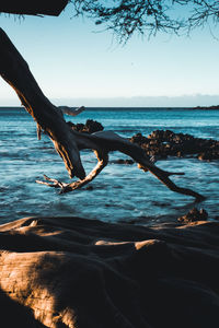 Driftwood in sea against sky