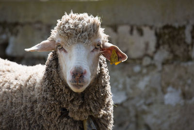 Close-up of sheep looking at camera