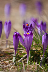 Close-up of purple crocus flowers on field