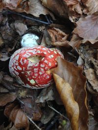 Close-up of mushrooms on the ground