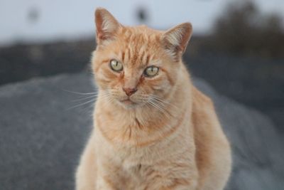 Portrait of ginger cat