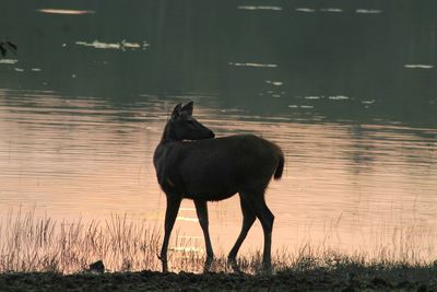 Horse standing on lake during sunset