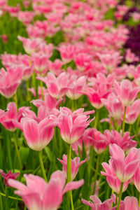 Close-up of pink flowering plants