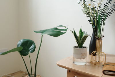 Potted plant on table