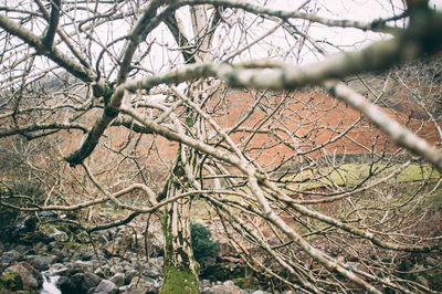 Bare trees on landscape