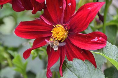 Close-up of red flowering plant