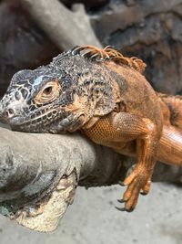 Close-up of lizard