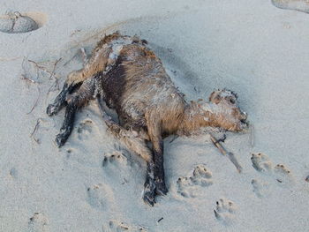 View of dead animal