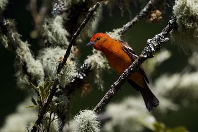 Bird perching on a tree