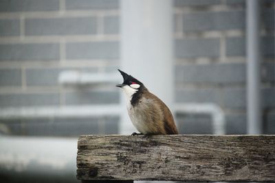 Bird perching on a wall