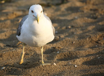 Seagull with white and gray feathers on the beach