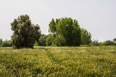 Trees on field against clear sky