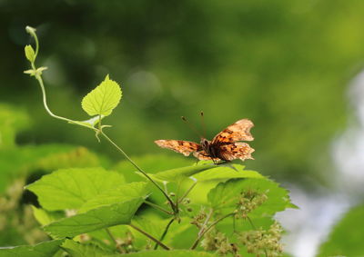 Close-up of butterfly pollinating flower