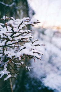 Close-up of frozen tree during winter