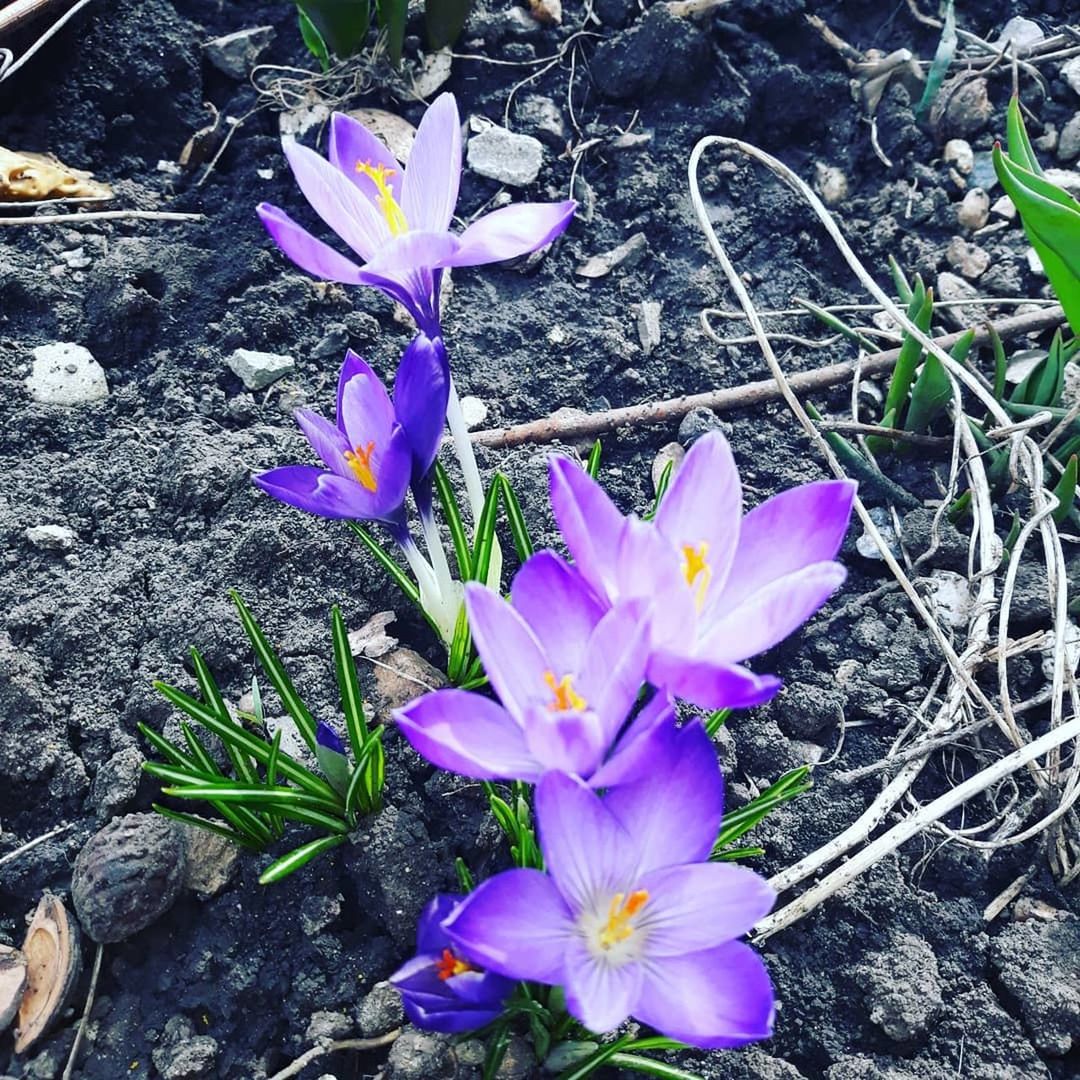 flowering plant, flower, plant, fragility, vulnerability, beauty in nature, petal, freshness, growth, flower head, crocus, iris, inflorescence, close-up, nature, no people, high angle view, purple, day, land, outdoors, springtime, pollen