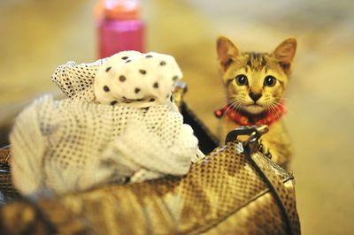 Portrait of cat on carpet