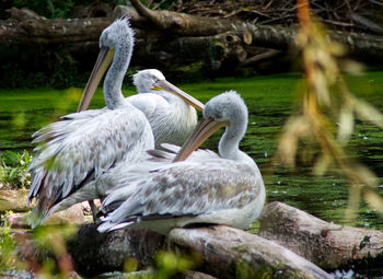 Swans swimming in lake