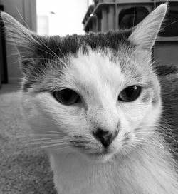 Close-up portrait of cat