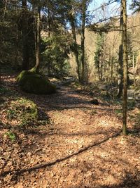 Trees in forest