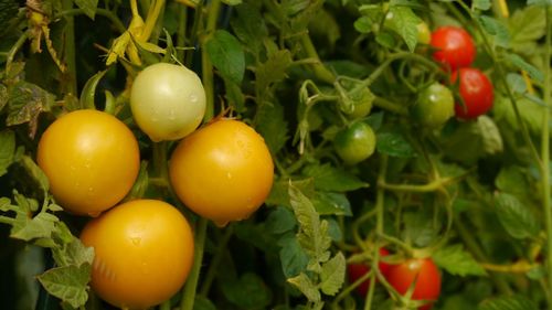 Close-up of selection of tomatoes growing on branch