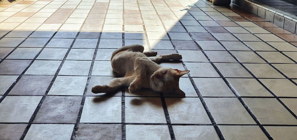 High angle view of a dog on tiled floor