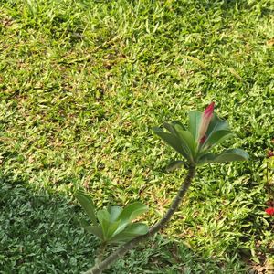 Close-up of flower blooming outdoors
