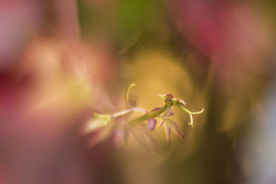 Close-up of pink flower