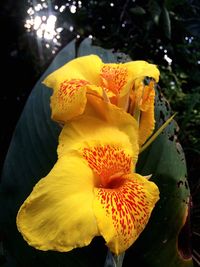 Close-up of yellow flowers blooming outdoors