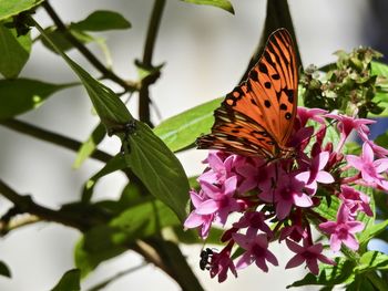 Butterfly on pink flower