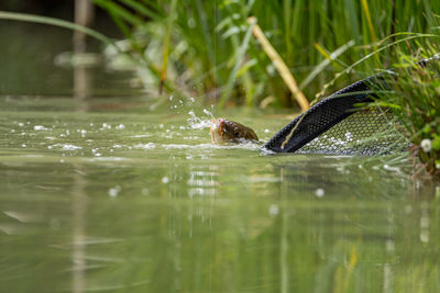 Close-up of turtle drinking water