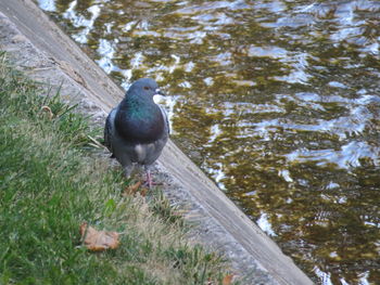 High angle view of bird perching on a lake