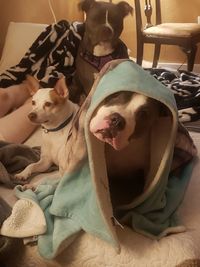 Portrait of dog relaxing on bed at home