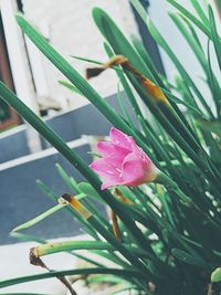 Close-up of pink flowering plant