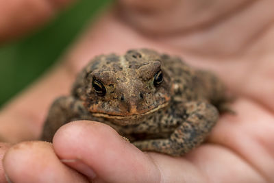 Close-up of hand holding lizard