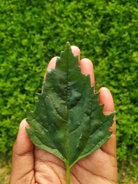 Close-up of hand holding leaves