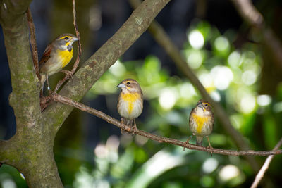 Bird perching on branch