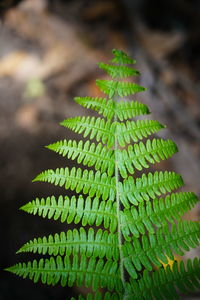 Close-up of succulent plant