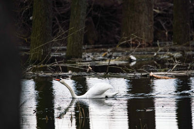 Swan swimming in a lake