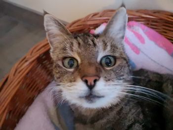 Close-up portrait of cat