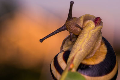 Close-up of snail