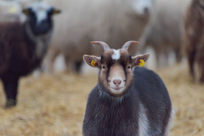 Portrait of goat on field