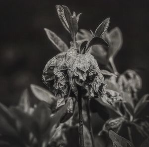 Close-up of wilted flower